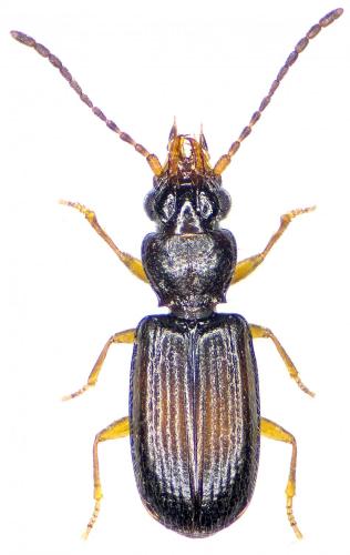 Réf. 203 262 : Perileptus areolatus